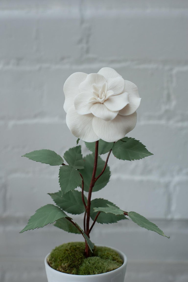 BISCUIT PORCELAIN ROSE IN EMBOSSED BISCUIT POT
