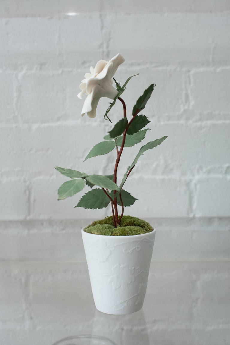 BISCUIT PORCELAIN ROSE IN EMBOSSED BISCUIT POT