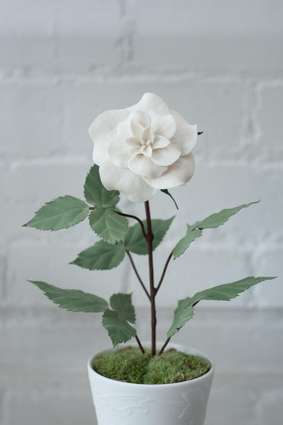 BISCUIT PORCELAIN ROSE IN EMBOSSED BISCUIT POT