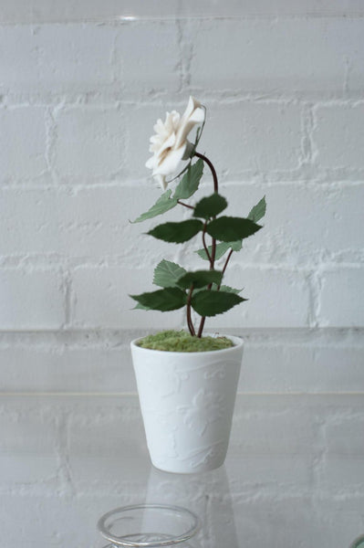 BISCUIT PORCELAIN ROSE IN EMBOSSED BISCUIT POT