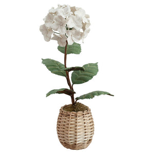 PORCELAIN WHITE BISCUIT HYDRANGEA IN A WICKER POT