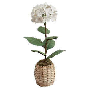 PORCELAIN WHITE BISCUIT HYDRANGEA IN A WICKER POT