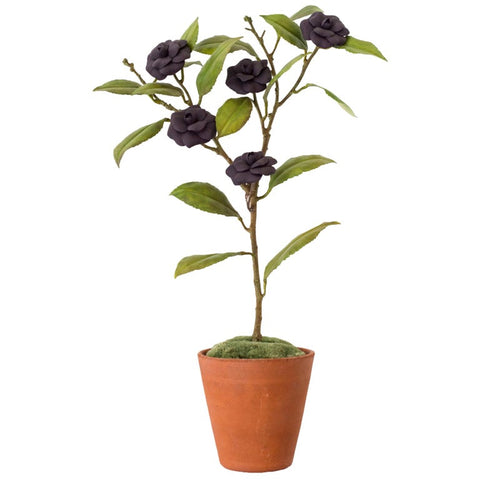 MEDIUM PURPLE CAMELLIA TREE