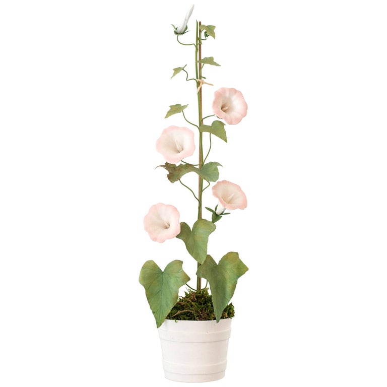 PORCELAIN WHITE & PINK MORNING GLORY