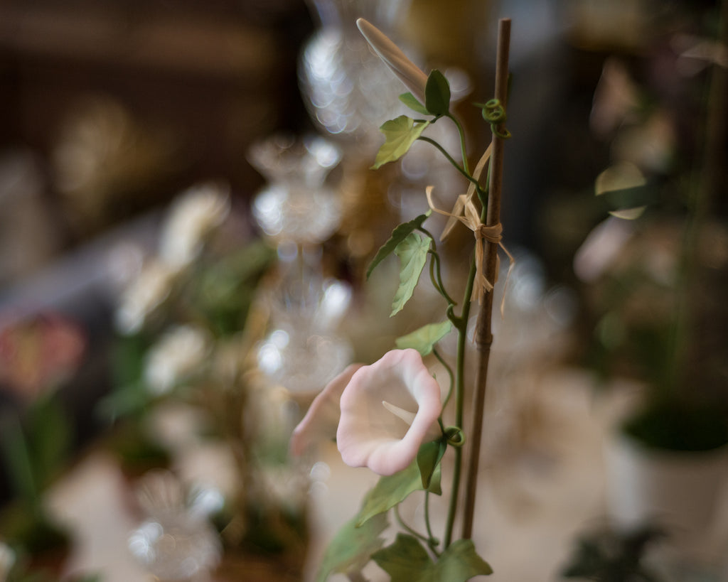 PORCELAIN WHITE & PINK MORNING GLORY