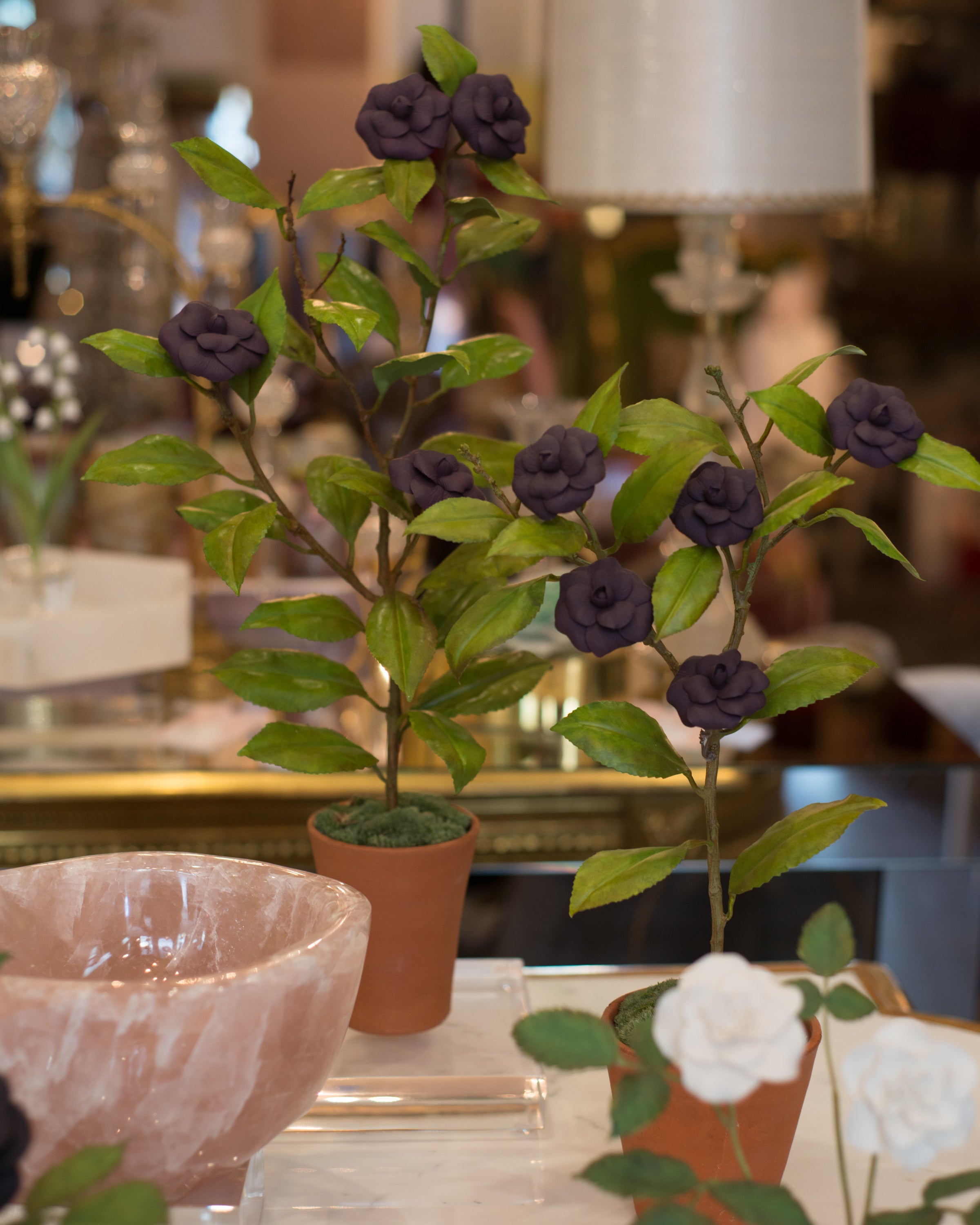 LARGE PURPLE CAMELLIA TREE