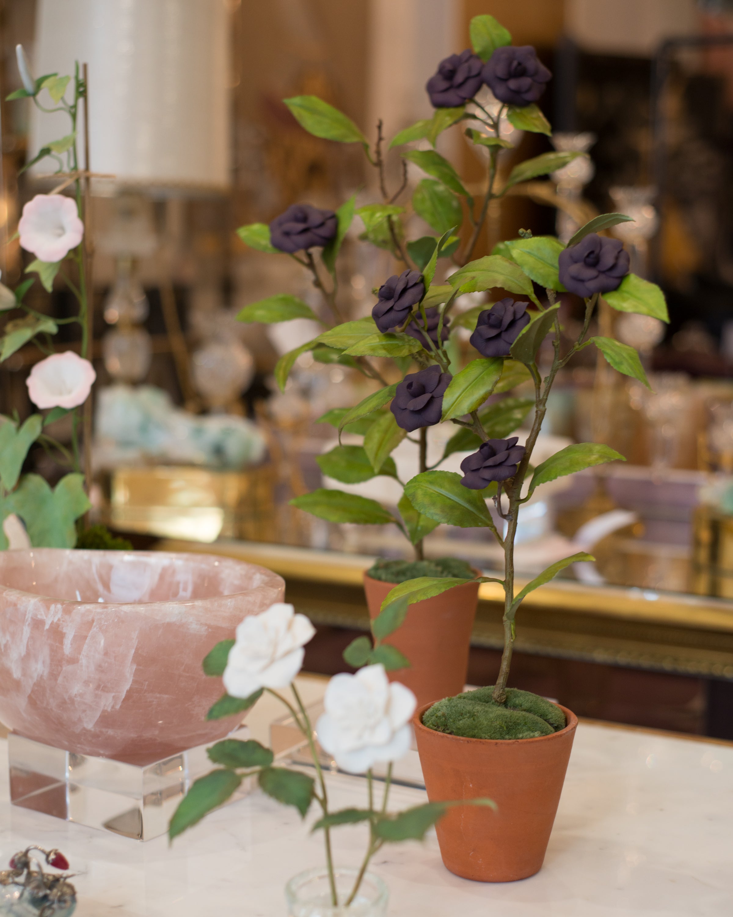 MEDIUM PURPLE CAMELLIA TREE