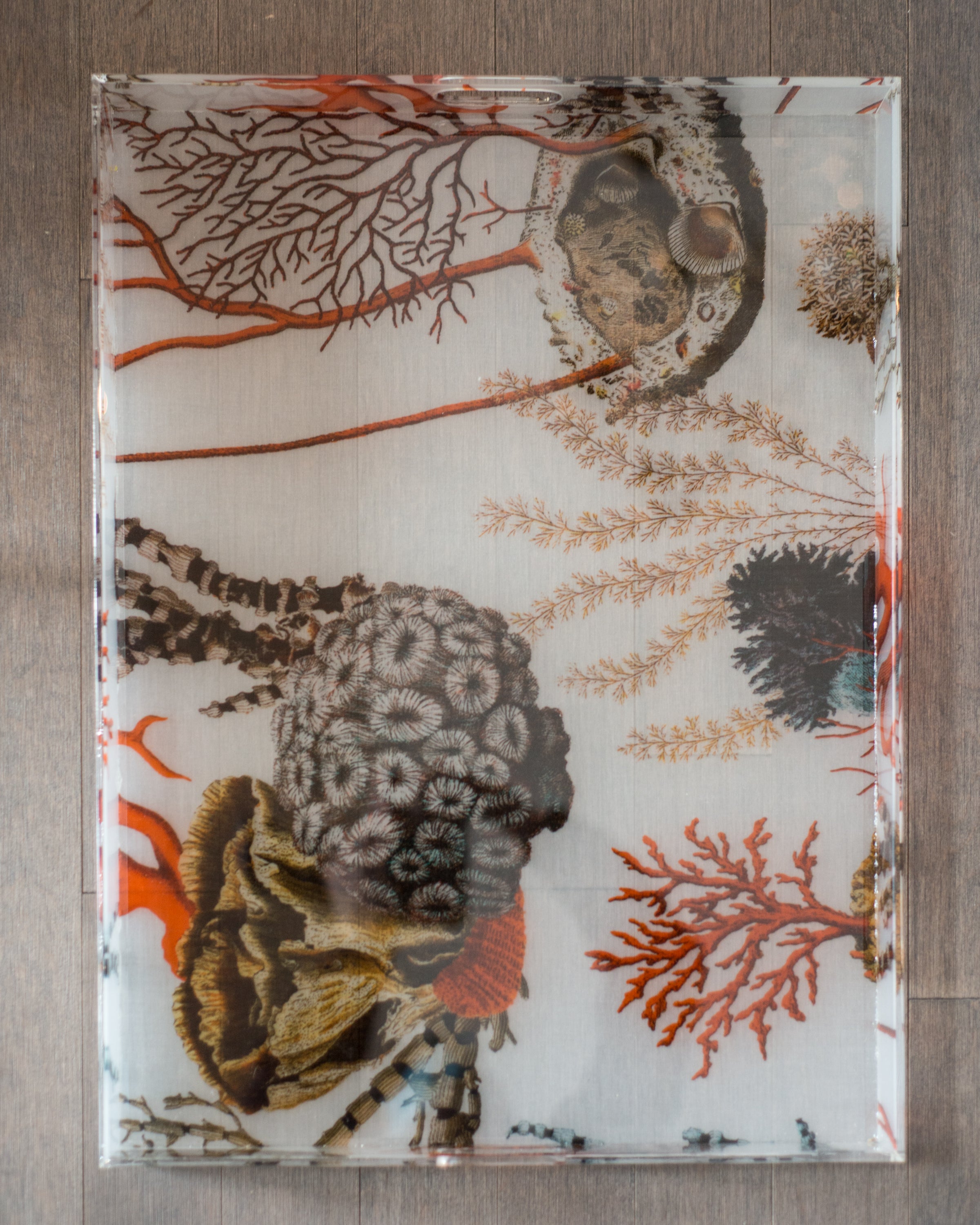 CONTEMPORARY ACRYLIC CORAL TRAY, ITALY
