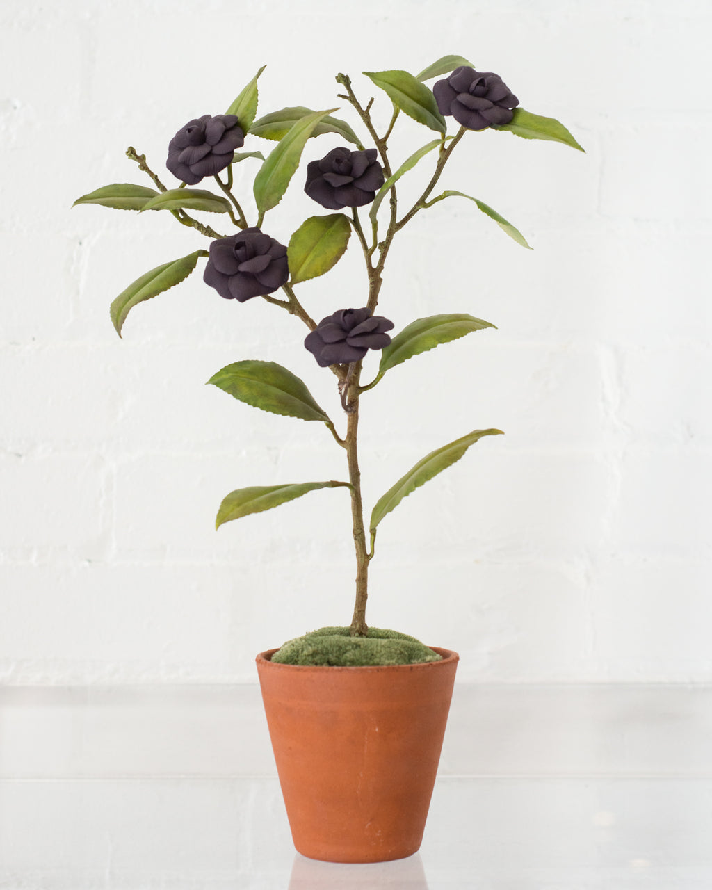 MEDIUM PURPLE CAMELLIA TREE