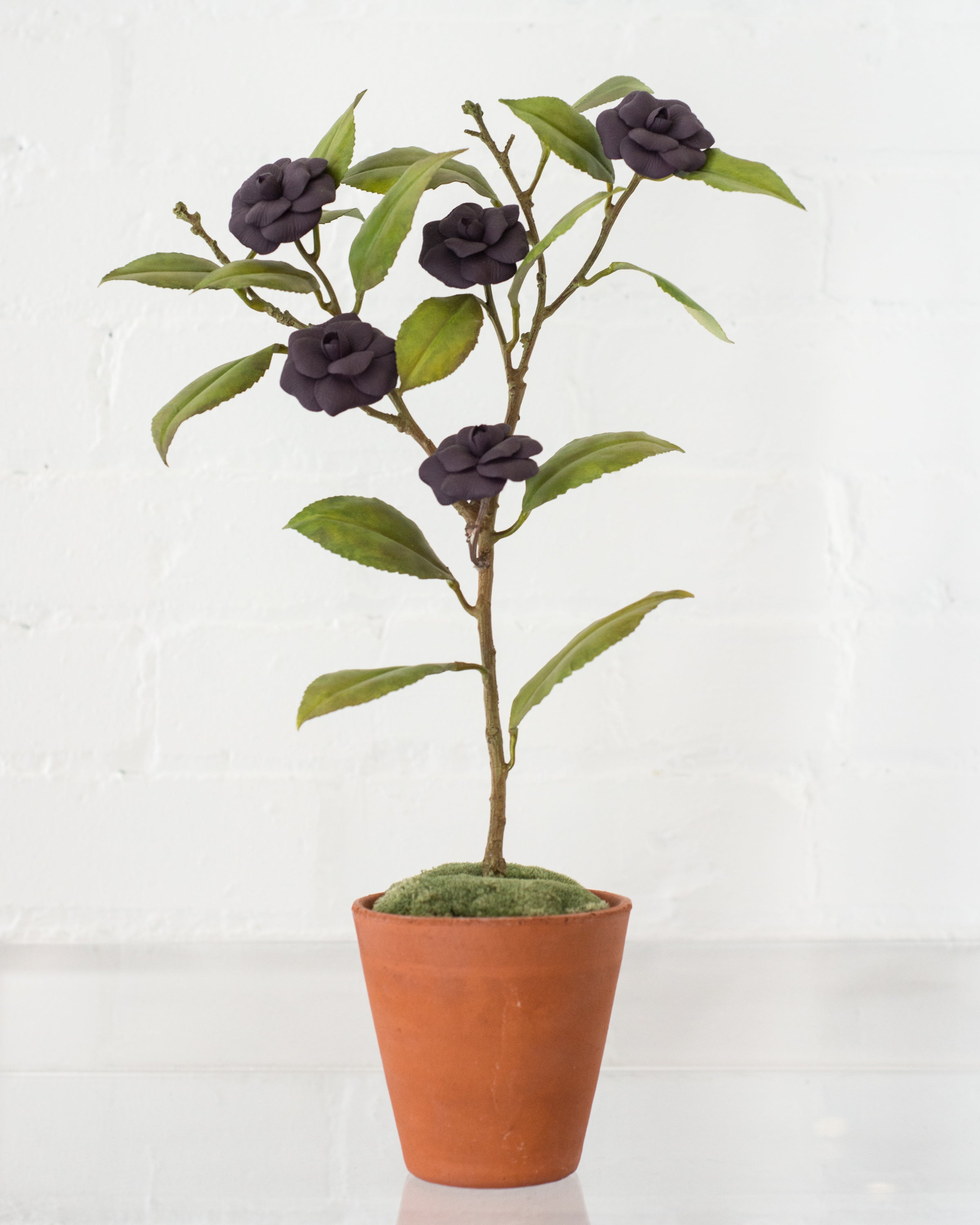 MEDIUM PURPLE CAMELLIA TREE