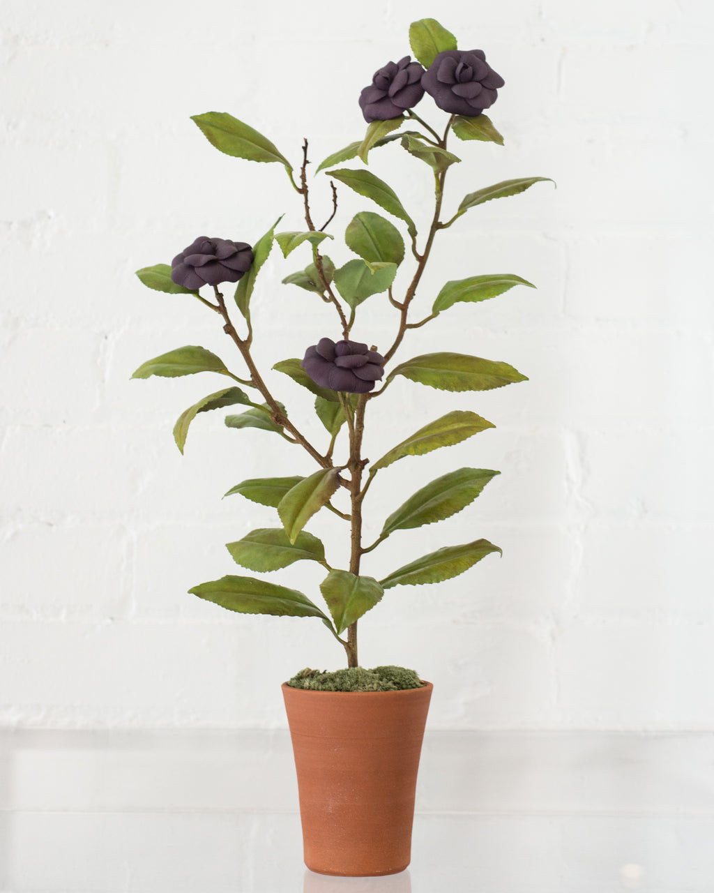LARGE PURPLE CAMELLIA TREE
