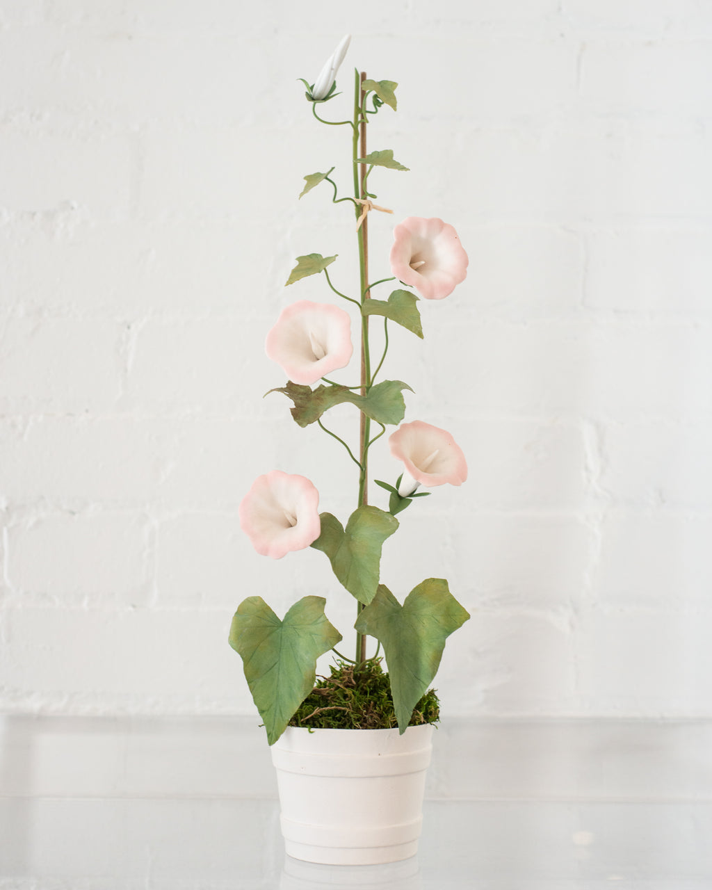 PORCELAIN WHITE & PINK MORNING GLORY