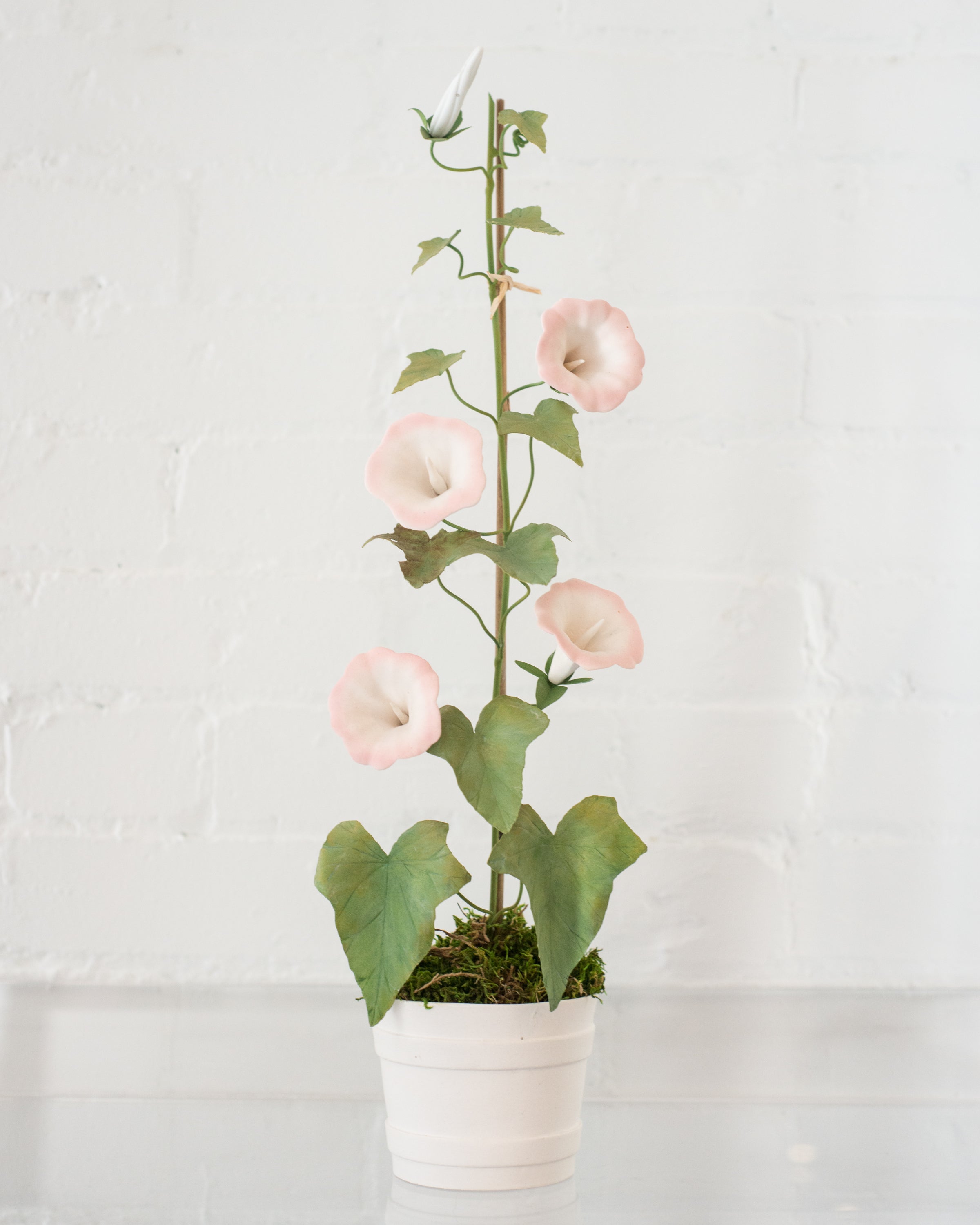 PORCELAIN WHITE & PINK MORNING GLORY