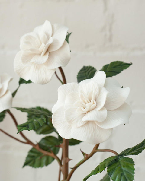 PAIR OF WHITE BISCUIT ROSE BUSHES IN ROCK CRYSTAL POTS