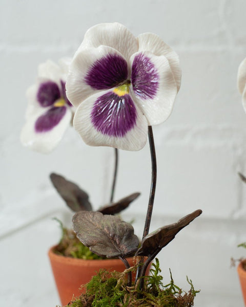 PORCELAIN PURPLE AND WHITE PANSY IN TERRACOTTA POT